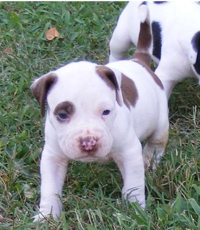 Puppies in AL